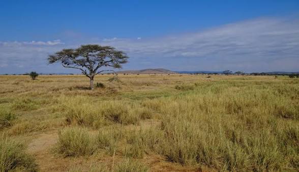 Tanzanie