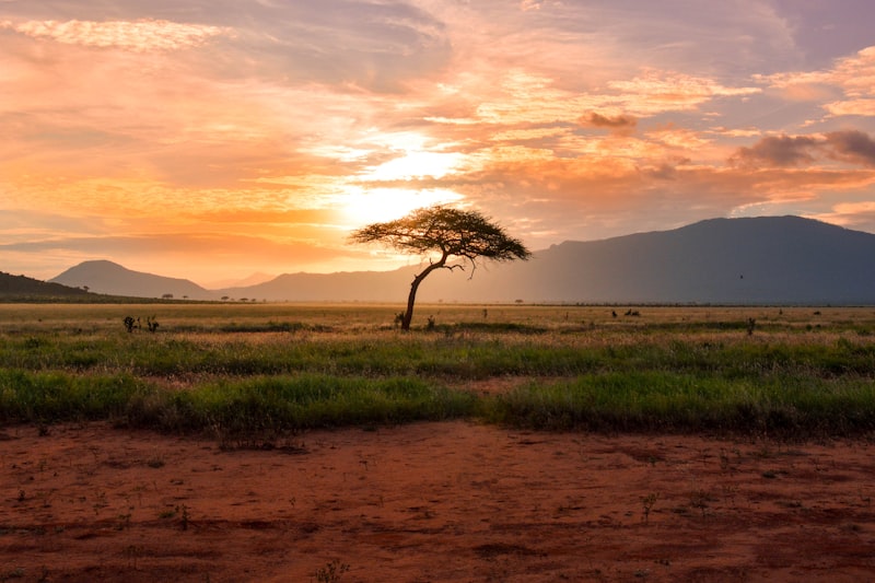 Safari